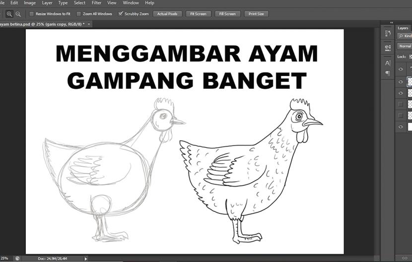 Cara mudah  menggambar ayam  tahap demi tahap Republika Online