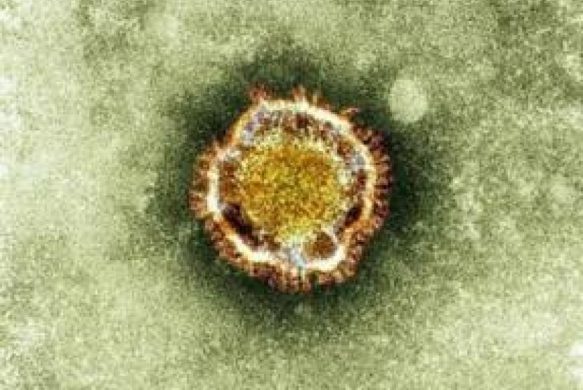 Gambar coronavirus dalam ukuran mikroskopis(Reuters)