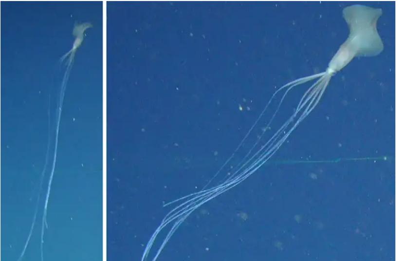 Gambar cumi-cumi misterius tertangkap di laut dalam Australia.