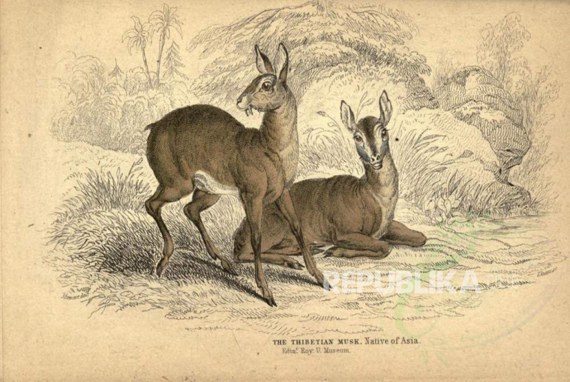 Gambar ilustrasi rusa Tibet yang dapat menghasilkan minyak kasturi atau musk.