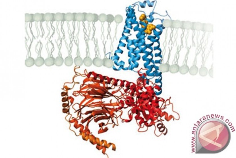 Gambaran tentang reseptor beta-adrenergic saat diaktifkan oleh hormon dan mengirimkan sinyal ke sel.