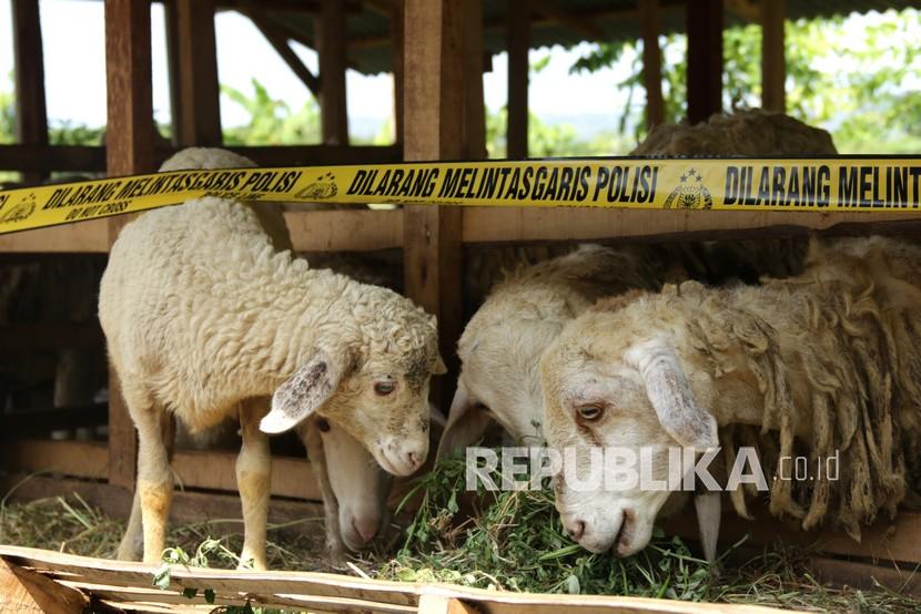 Garis polisi terpasang di kandang kambing milik warga di Tegaldelimo, Banyuwangi, Jawa Timur, Senin (31/5/2021). Kepolisian, BKSDA dan Taman Nasional Alas Purwo melakukan penyelidikan kasus tujuh ekor kambing milik warga di perbatasan wilayah taman nasional itu yang ditemukan mati diduga akibat diserang hewan buas. 
