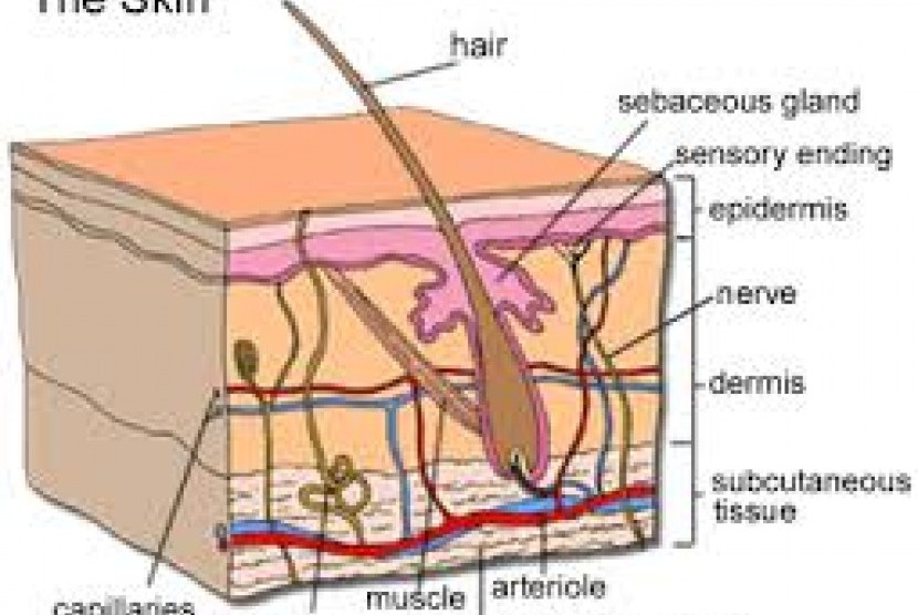 Gatal di kulit mungkin terjadi akibat infeksi karena digaruk.