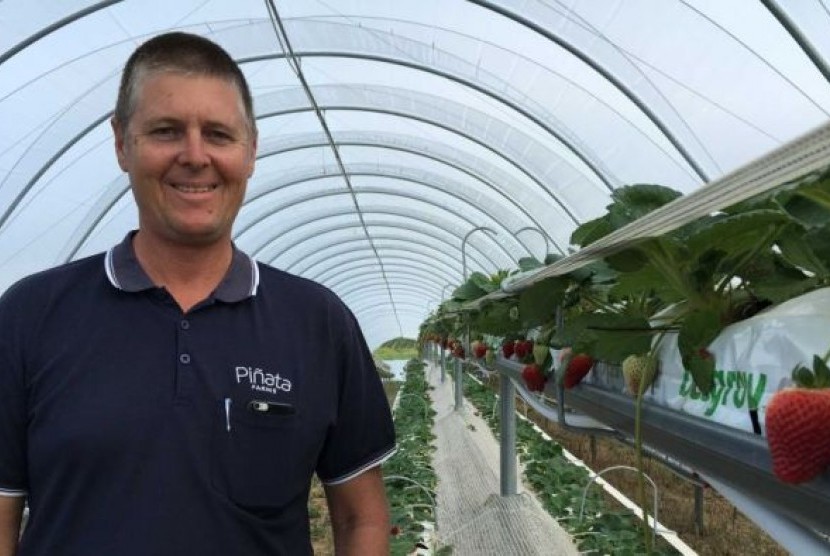 Gavin Scurr dan saudaranya Stephen memulai model kebun stroberi gantung di Wamuran, Queensland. 