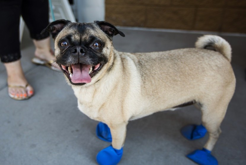 Gelombang panas yang terjadi di sejumlah belahan dunia mempengaruhi tak hanya manusia. Seekor anjing di Arizona dikenakan alas kaki khusus untuk melindungi telapaknya dari aspal panas.