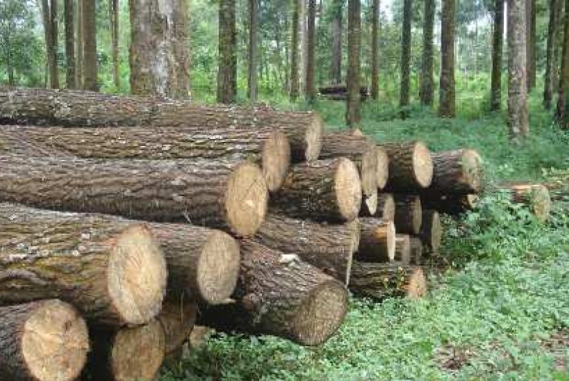 Gelondongan kayu hasil hutan Indonesia yang akan dimanfaatkan sebagai bahan baku industri
