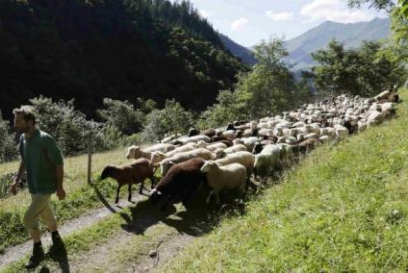 Gembala di Swiss dengan kawanan domba gembalaannya