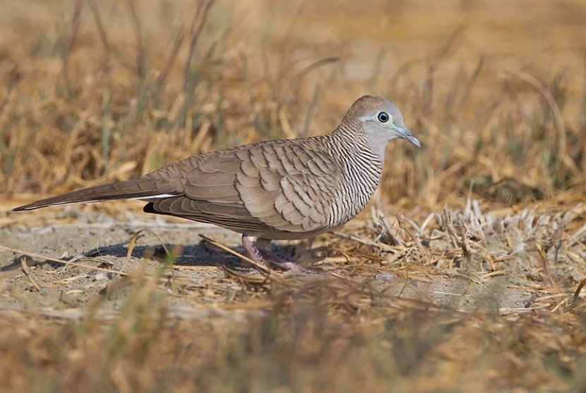 Geopelia striata or locally known as Perkutut Jawa (file photo)