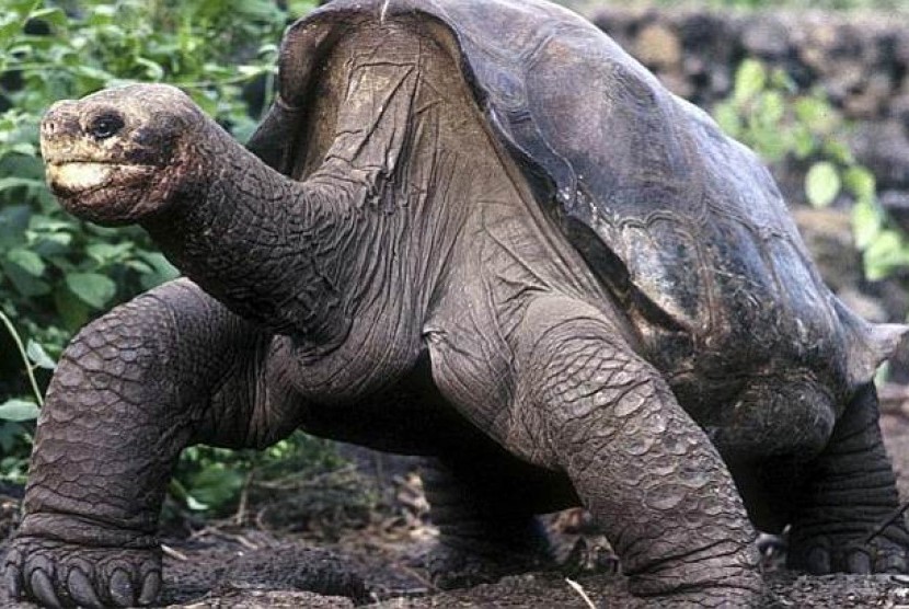 George Kesepian, kura-kura terkenal Taman Nasional Galapagos, ditemukan mati