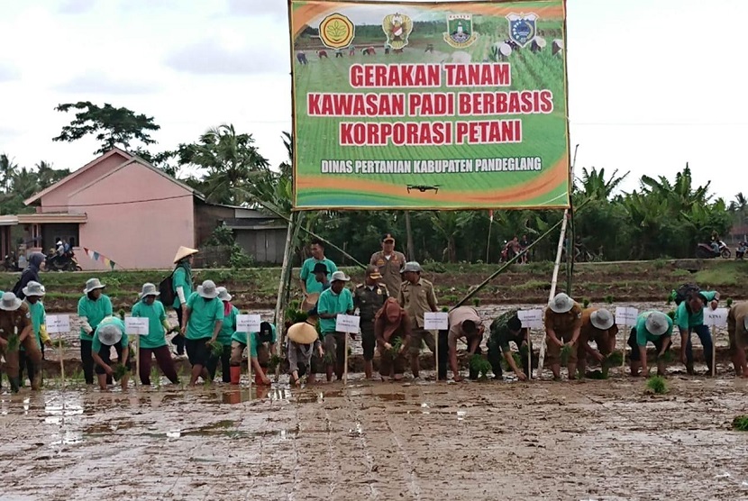 Gerakan tanam padi Berbasis Korporasi Petani