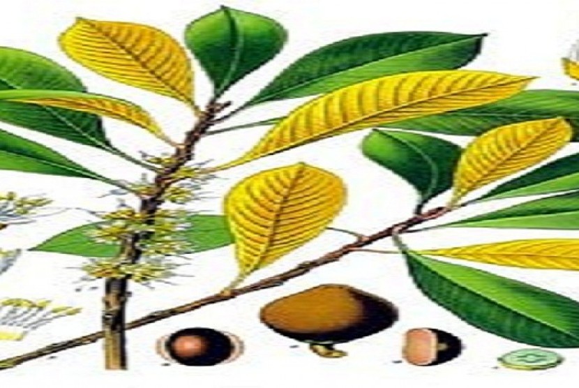 Getaperca, tanaman langka asli Sukabumi