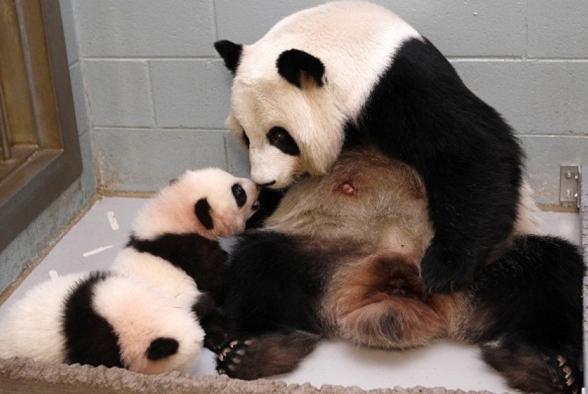 Giant Panda Lun Lun looks at her panda cub Mei Lun as her other cub Mei Huan sleeps at her feet at the Atlanta Zoo in Atlanta, Georgia November 14, 2013. 