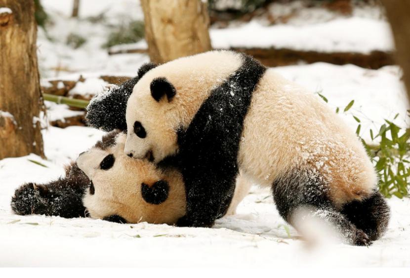 Giant Panda Mei Xiang bersama anaknya Bao Bao saat berada di kebun binatang Smithsonian National Zoo  tahun 2015 lalu.