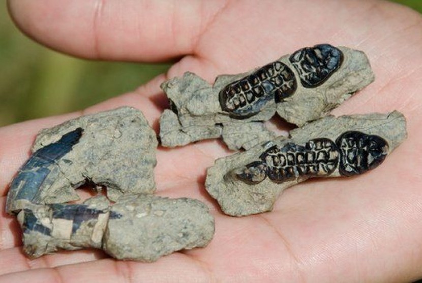 Gigi tikus kuno Kimbetopsalis simmonsae yang selamat dari peristiwa yang menyebabkan kepunahan dinosaurus.
