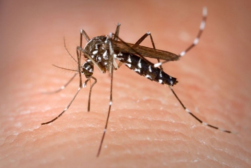 Gigitan nyamuk dengan pembawa virus zika jadi penyebab munculnya penyakit.