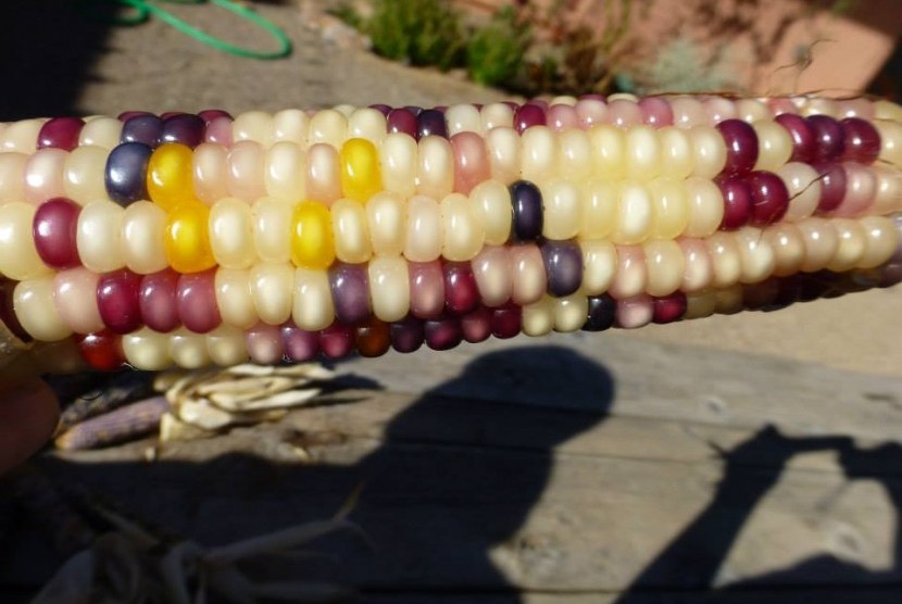 Glass gem corn