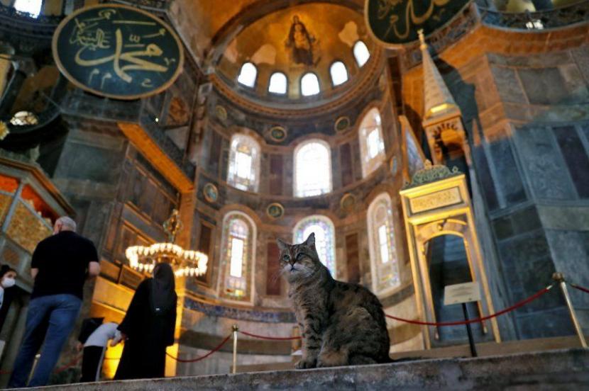 Gli, Kucing Penjaga Hagia Sophia.