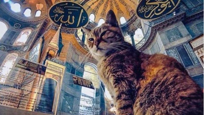 Gli, kucing penjaga setia Hagia Sophia atau Aya Sofya.