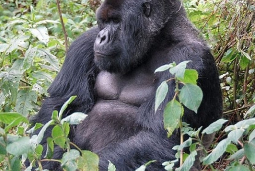 Gorila beringei beringei