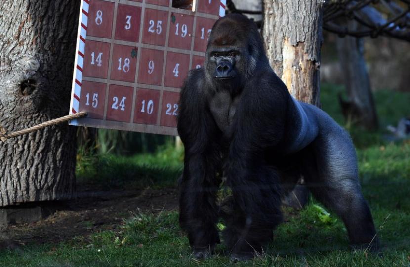 Gorila dan hewan lain di Kebun Binatang London akan kembali merasakan dikunjungi pengunjung setelah kebijakan lockdown dicabut.
