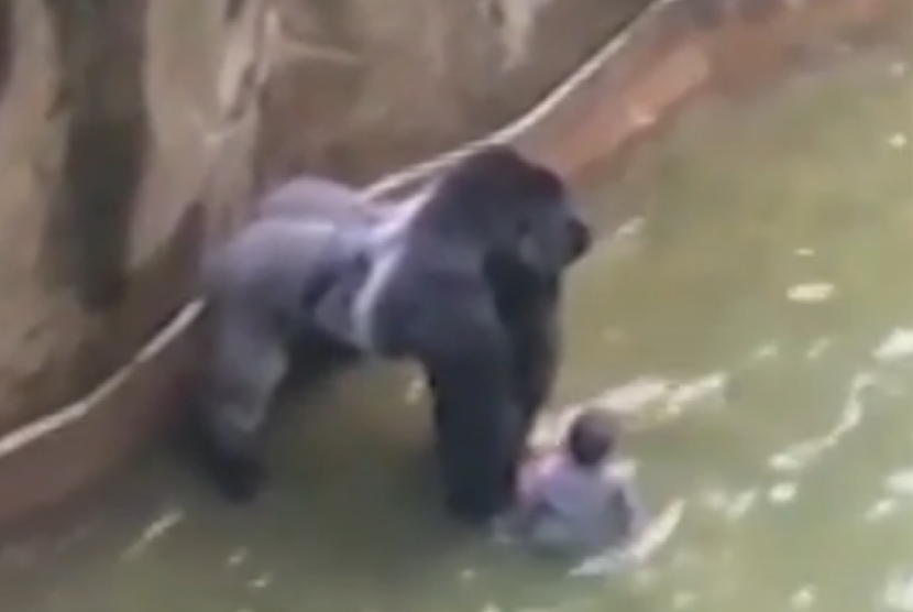 Gorila ditembak mati di kebun binatang cincinnati 