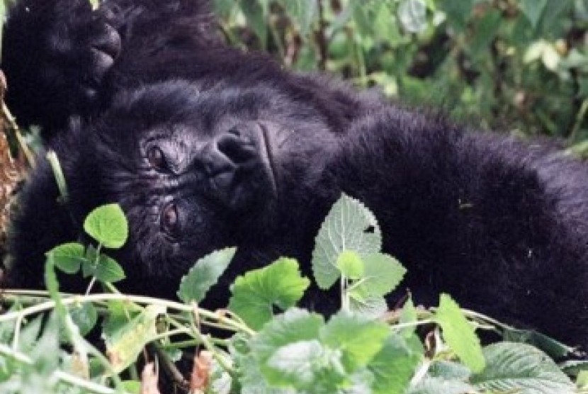 Kebun binatang Atlanta mengonfirmasi setidaknya 13 gorila positif Covid-19 (Foto: ilustrasi gorila)