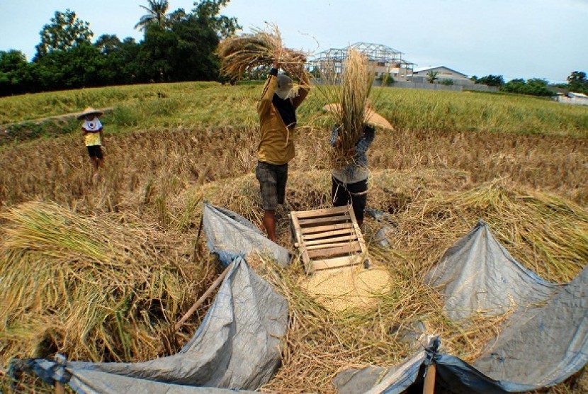 Farmers work in a rice field during the harvest. Government ensures that food distribution will not disrupted despite the extreme weather. (illustration)