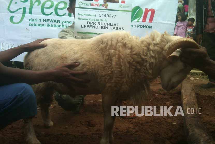  Green Kurban Sinergi Foundation melakukan mobilisasi hewan kurban ke daerah-daerah pelosok di Indonesia.