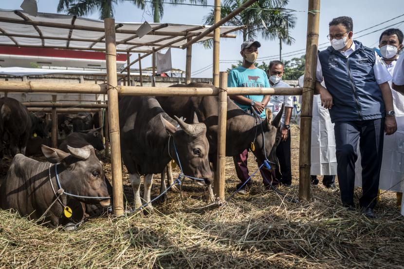Gubernur DKI Jakarta Anies Baswedan (kanan) meninjau penjualan sapi kurban di Blisapi, Penggilingan, Cakung, Jakarta Timur, Jumat (1/7/2022). Kunjungan Gubernur DKI Jakarta Anies Baswedan itu bertujuan untuk memastikan kondisi kesehatan hewan kurban yang telah tiba di Jakarta. 
