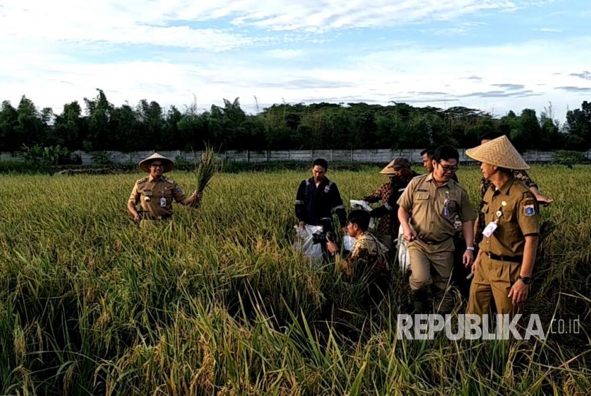 Gubernur DKI Jakarta Anies Baswedan memanen padi di sebuah area pertanian di kawasan Cakung, Jakarta Timur, Selasa (23/1).