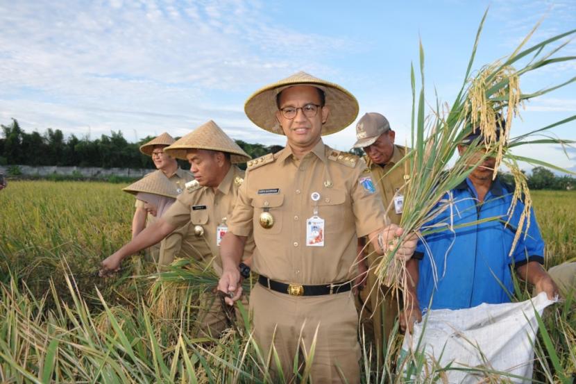 Gubernur DKI Jakarta Anies Rasyid Baswedan panen padi di area persawahan Cakung, Jakarta Timur.