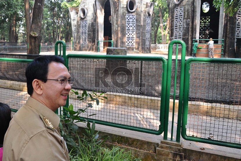 Gubernur DKI Jakarta Basuki Tjahja Purnama melihat koleksi Jerapah saat berada dalam kandang di Kebun Binatang Ragunan, Jakarta Selatan, Selasa (18/8). 