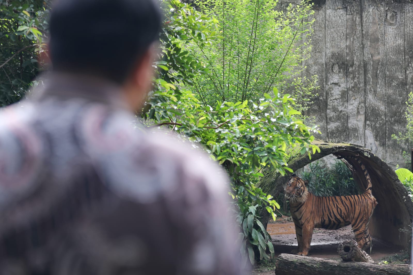 Gubernur Jakarta Pramono Anung mengunjungi Taman Margasatwa Ragunan sekaligus mengamati Harimau sumatra bernama Sri Deli, Kamis (20/11/2025). 