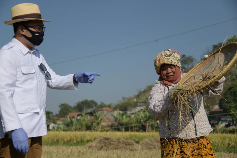 Gubernur Jawa Barat (Jabar) Ridwan Kamil meninjau panen raya padi hasil metode jamu organik Biogro atau jamu penyubur tanaman di Kelurahan Cibeber, Kota Cimahi, Kamis (27/8). 