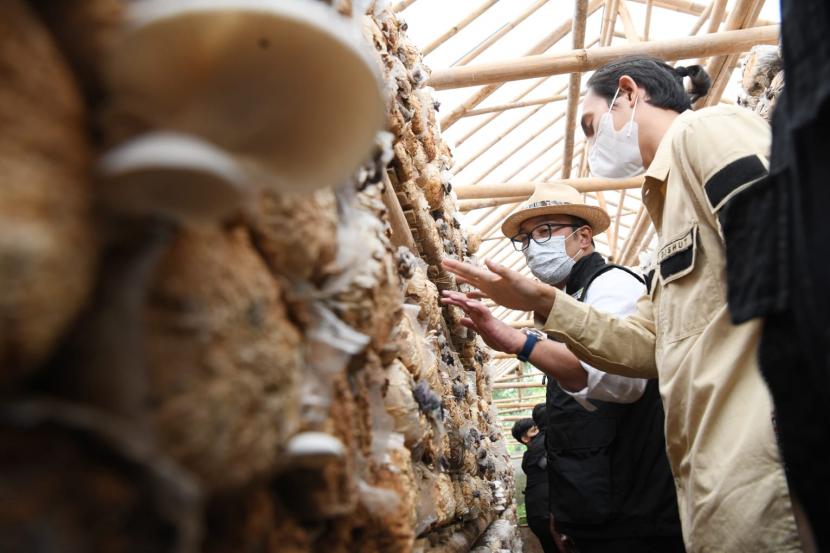 Gubernur Jawa Barat Ridwan Kamil menilai kayu jamur atau jamur tiram dapat menjadi lokomotif peningkatan pendapatan ekonomi warga lokal