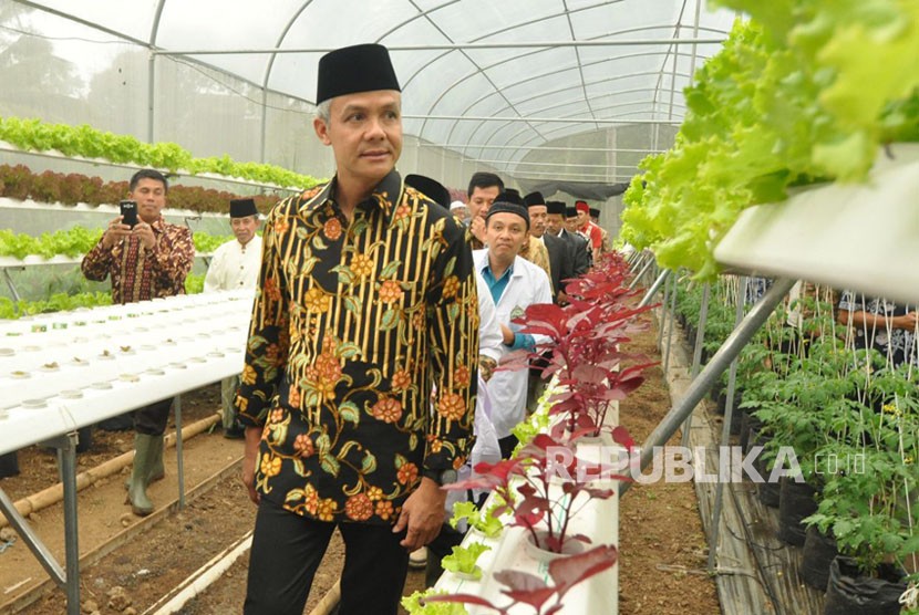 Gubernur Jawa Tengah, Ganjar Pranowo melihat budidaya sayur hidroponik di green house Al Mina Farm, Kamis (11/1). Budidaya sayuran organik yang dilakukan para santri ponpes Al Mina ini telah menembus pasar supermarket dengan jaminan suplai.