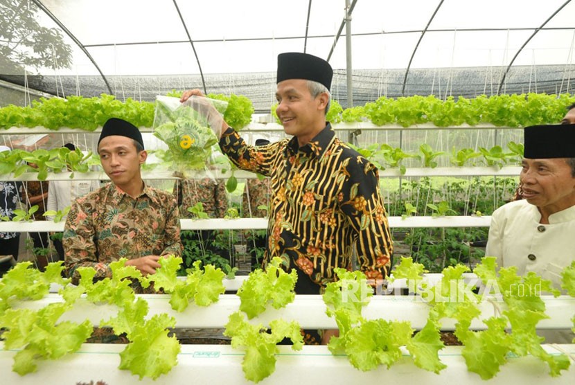 Gubernur Jawa Tengah, Ganjar Pranowo melihat budidaya sayur hidroponik di green house Al Mina Farm, Kamis (11/1). Budidaya sayuran organik yang dilakukan para santri ponpes Al Mina ini telah menembus pasar supermarket dengan jaminan suplai.