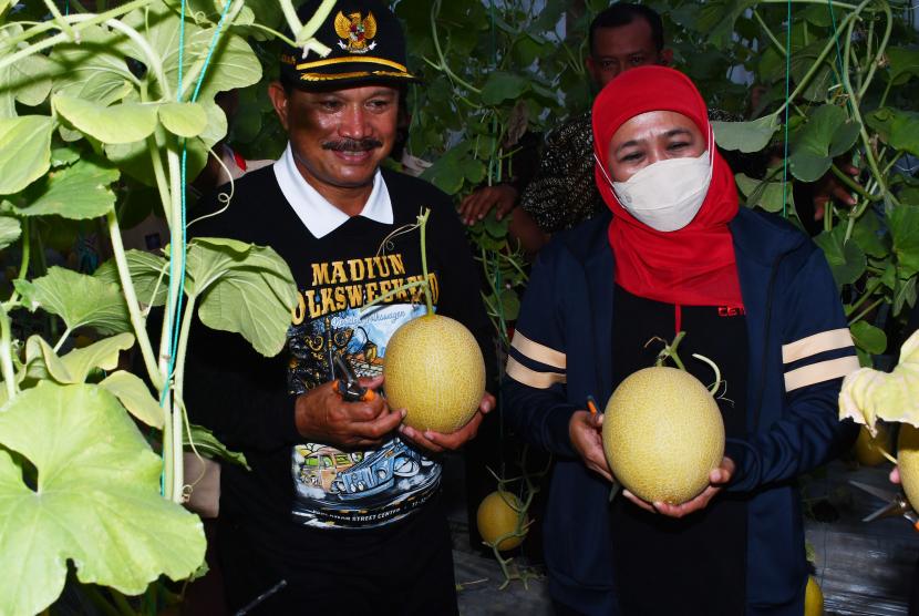 Gubernur Jawa Timur Khofifah Indar Parawansa (kanan) dan Wali Kota Madiun Maidi (kiri) memetik buah melon di kebun kawasan Edupark Ngrowo Bening saat melakukan kunjungan kerja di Kota Madiun, Jawa Timur, Sabtu (11/6/2022). Kegiatan Gubernur Khofifah di Kota Madiun antara lain melakukan panen raya, penanaman perdana golden melon, meninjau budi daya ikan dan meninjau produksi madu hasil budi daya lebah klanceng di kawasan tersebut. 