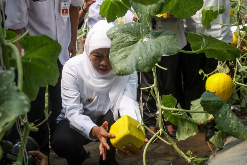 Gubernur Jawa Timur Khofifah Indar Parawansa memanen melon golden di kebun puspa UPT Pengembangan Argobisnis Tanaman Pangan dan Hortikultura Dinas Pertanian Provinsi Jawa Timur di Lebo, Sidoarjo, Jawa Timur, Rabu (15/5/2019).