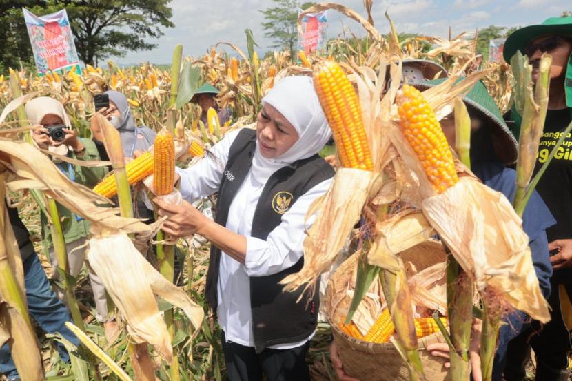 Gubernur Jawa Timur Khofifah Indar Parawansa saat melakukan panen jagung varietas Reog di Ponorogo.