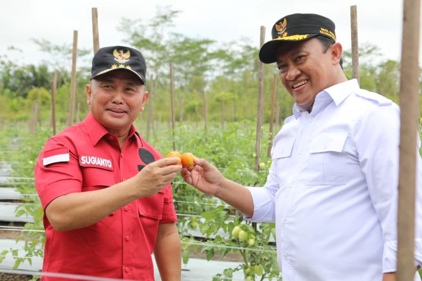 Gubernur Kalteng H. Sugianto Sabran mengunjungi lokasi pertanian yang berada di Desa Garung Kecamatan Jabiren Raya, Kabupaten Pulang Pisau, Kamis (13/10/2022). 