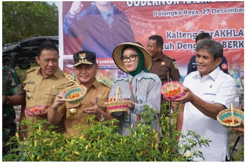 Gubernur Kalteng Sugianto Sabran memimpin panen perdana bawang merah dan cabai.