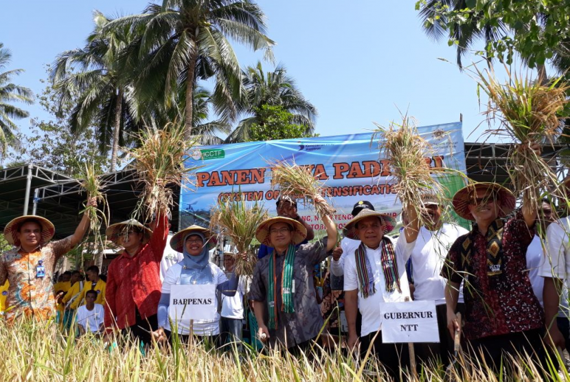 Gubernur NTT Frans Lebu Raya saat melakukan panen raya si Desa Tarus, Kab. Kupang, NTT.  