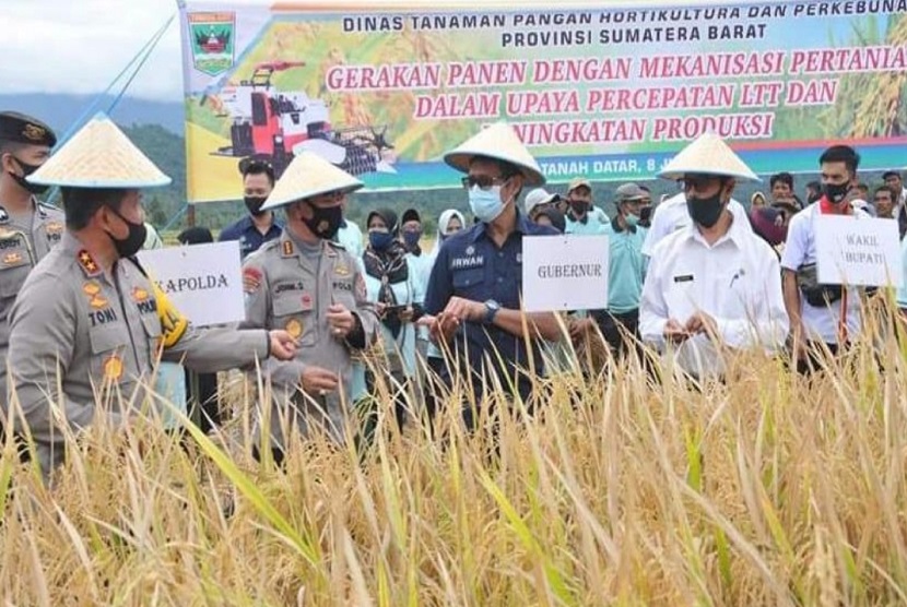 Kegiatan Panen Raya Padi bersama kelompok tani Sawah Padang nagari Minangkabau. Sumbar hingga kini masih surplus beras.