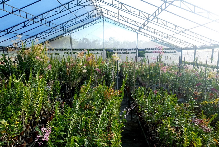 Guna mendorong peningkatan permintaan anggrek, Dedek Setia Santoso, pembudidaya Anggrek asal Kota Batu merilis silangan anggrek terbaru dengan cara mendaftarkan ke Royal Horticultural Society (RHS) London. 