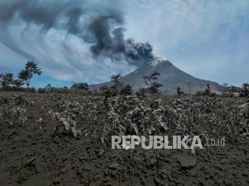 Gunung Sinabung menyemburkan material vulkanik saat erupsi di Desa Suka Tepu, Karo, Sumatera Utara (ilustrasi)