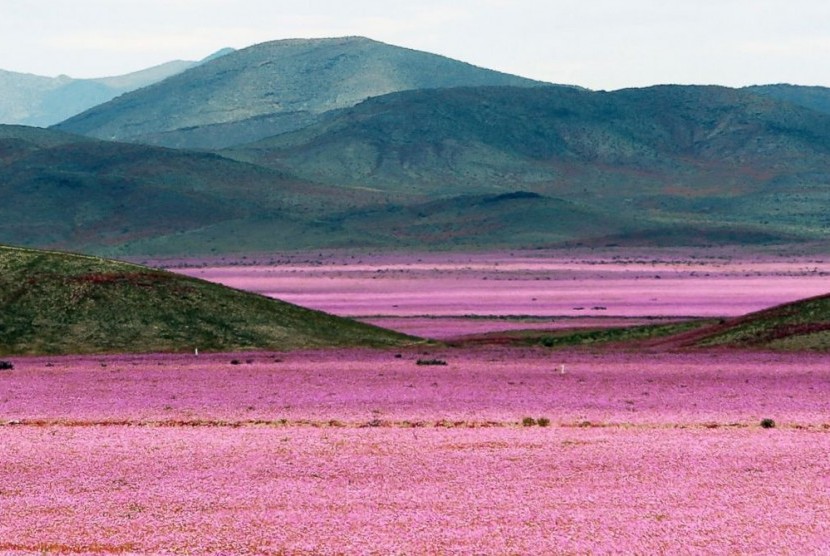 Gurun Atacama di Cile yang dikenal sebagai tempat terkering di dunia diselimuti bunga dampak fenomena El Nino, 21 Oktober 2015.