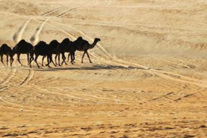 Ilmuwan sebut bumi akan menjadi gurun tandus di dalam film 'Dune'.