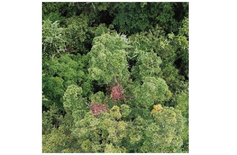 Habitat orangutan.