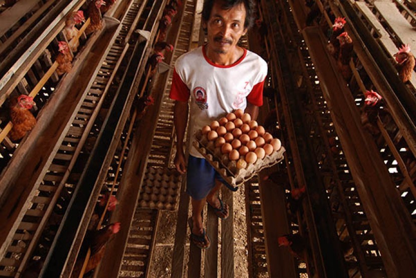 Halim (34) peternak ayam petelur mengambil telur dari peternakannya di Kelurahan Birobuli, Kecamatan Palu Selatan, Sulawesi Tengah, Senin (30/4).